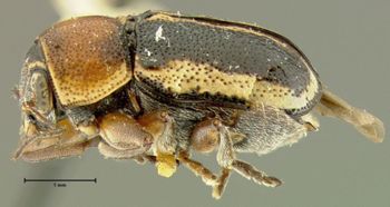 Media type: image;   Entomology 24926 Aspect: habitus lateral view
